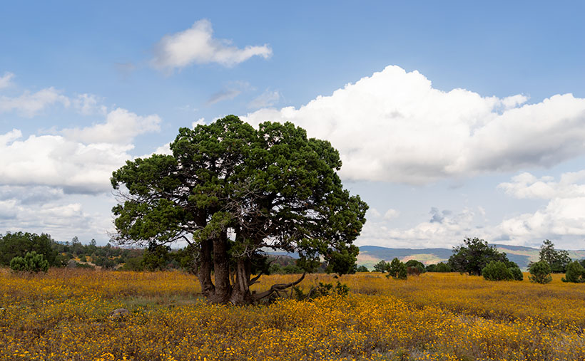 Thumb Flat - A beautiful alligator juniper stands in a wildflower covered field.