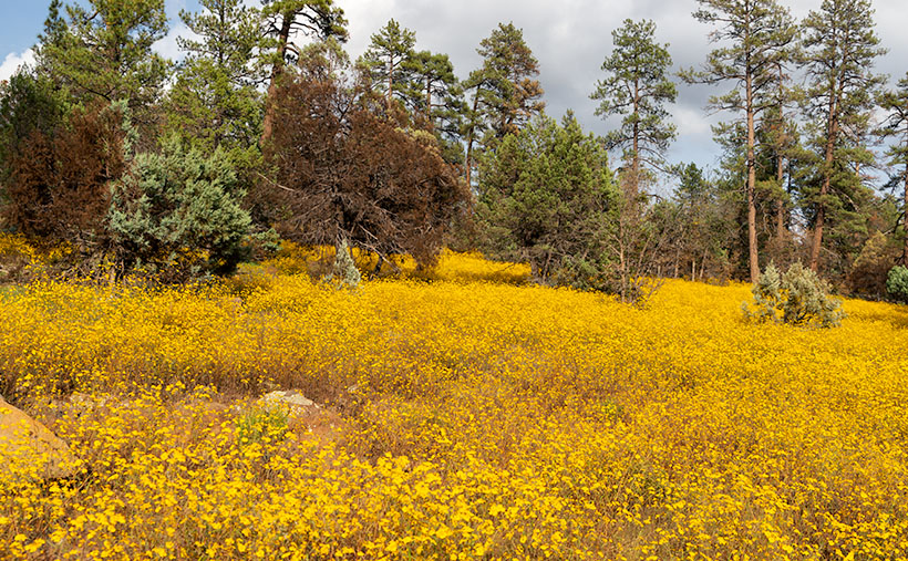 Yellow Field - The abundant monsoon rains that we've had have been especially good for the wildflowers.