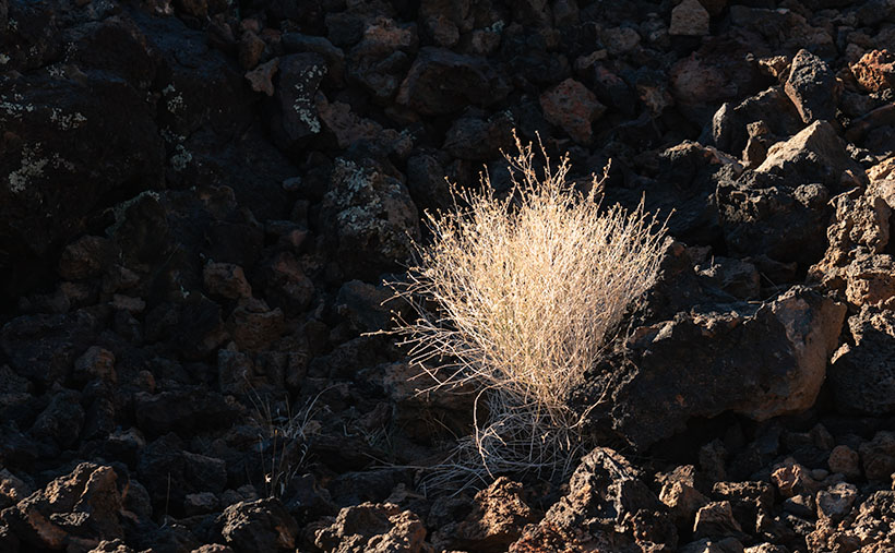 Lava Grass - A small tuft of grass ekes out a living in barren basalt.