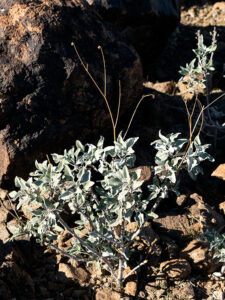 Eagletail Brittlebush - A sure sign that spring is near in the Sonoran Desert, is when the Brittle Bush sprouts new blue-gray leaves.