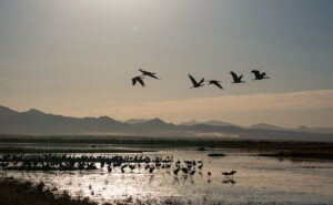 Willcox Playa Sandhills - Sandhill Cranes stop at the Wilcox Playa on their way to Canada.