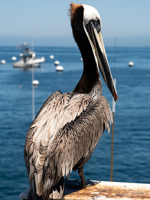 Pete - the opportunistic pelican waits at the end of the Avalon Pier for someone to bring lunch.