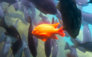 Garibaldi - the little golden fish doesn't go after the chum. Instead he's protecting his nest from the other fish.