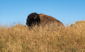 Mike Bison - Our jeep driver, Chief, spotted Mike napping in the grass and drove to where we could take his picture.