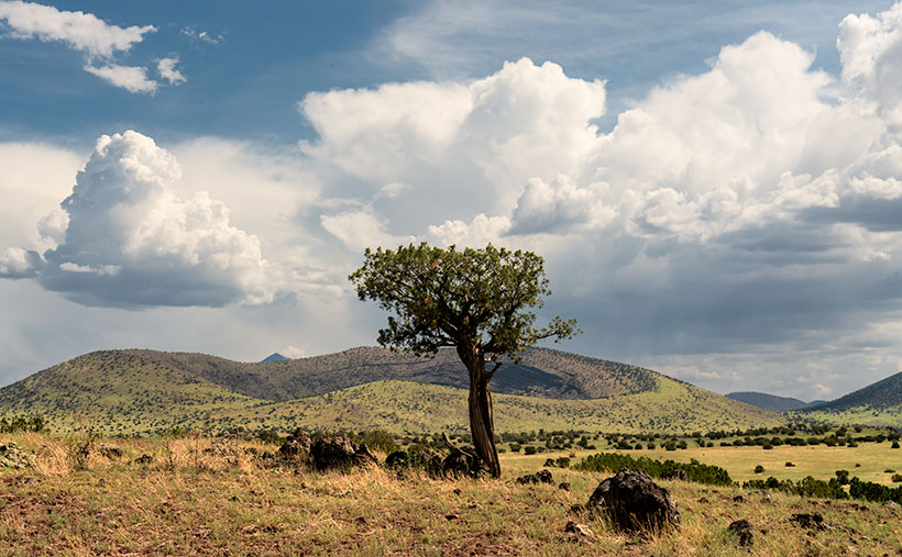 Colton Crater Juniper - A lone juniper surrounded by lava bombs stands before Colton Crater topped with monsoon clouds.