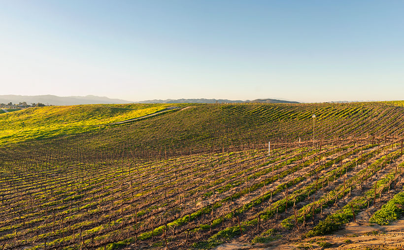 Vineyards in the Afternoon Sun