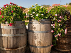Flower Barrels - A vintner has repurposed old wine barrels as flower pots along the patio.