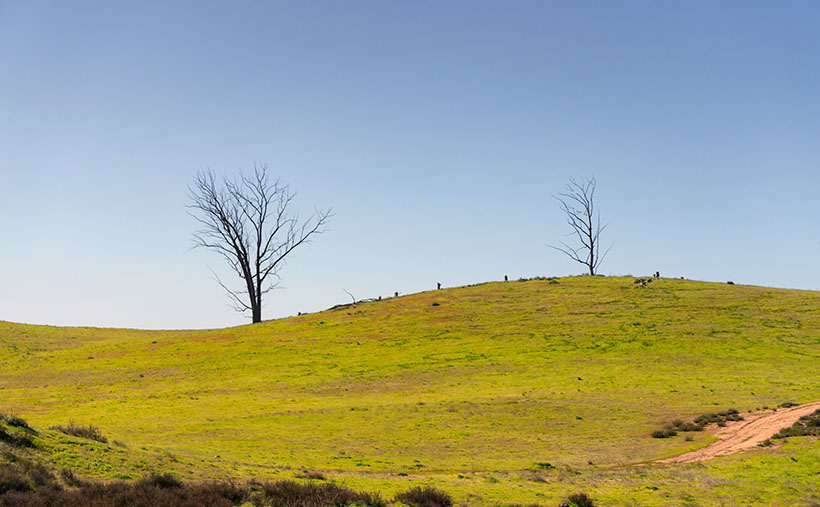 Winter Trees - I picked this photo from our Temecula trip to clearly mark a change from the historic cars and buildings that we've been showing the past few months.