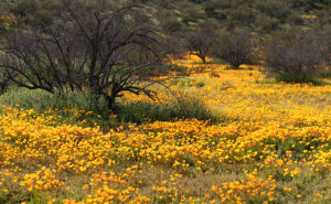 A mesmerizing tapestry of mesquite trees and Mexican poppies, weaving nature's colors across the Sonoran Desert canvas.