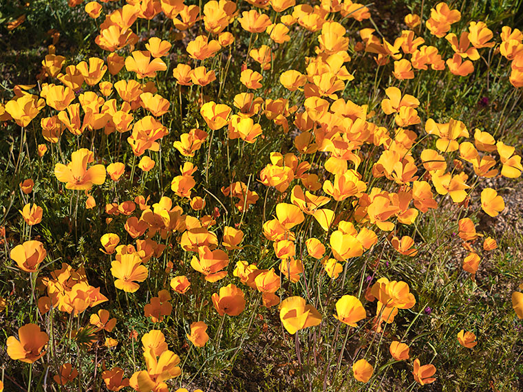 A captivating view of Mexican Poppies in full bloom, resembling a lively dance of petals.