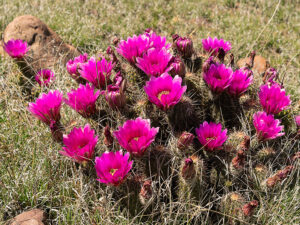 Close-up of a claret cactus with its vibrant, sunlit flowers in full bloom.