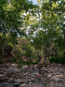 Sycamore Creek flowing amidst lush greenery and tranquil waters.