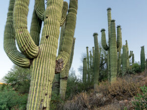 Close-up of a cluster of saguaro cacti in the Sonoran Desert