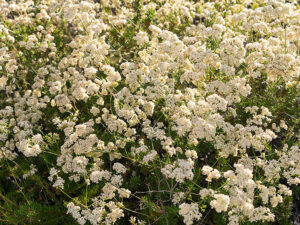 Close-up of a desert bush adorned with delicate white flowers in Arizona.
