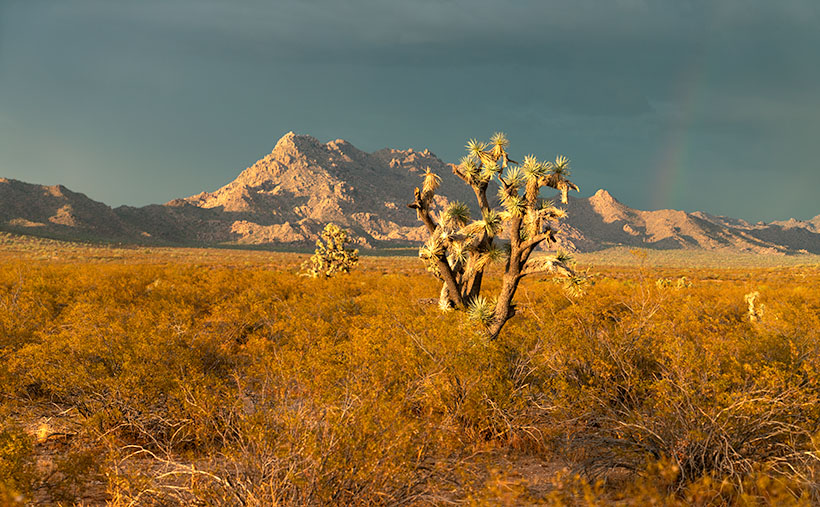 Golden-light silhouette of Joshua Trees with a dark, stormy sky over Date Creek Range in Arizona.