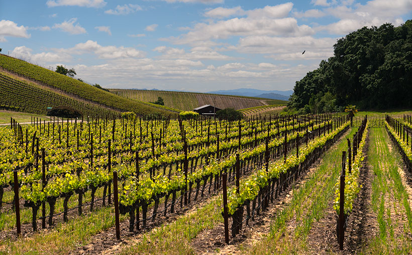 Rows of grapevines basking in the Paso Robles sun at L'Aventure Winery, photographed by Jim Witkowski.