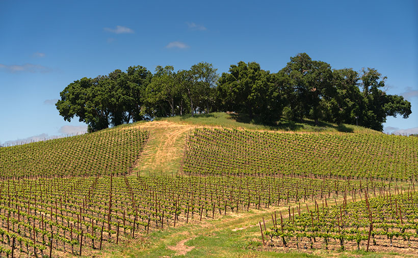 Vast vineyard in Paso Robles with rows of grapevines leading up to a tree-covered hill.