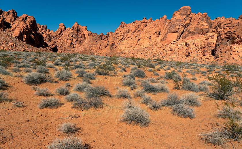Creosote and Brittlebush dotting the red desert landscape of Valley of Fire State Park under a clear blue sky