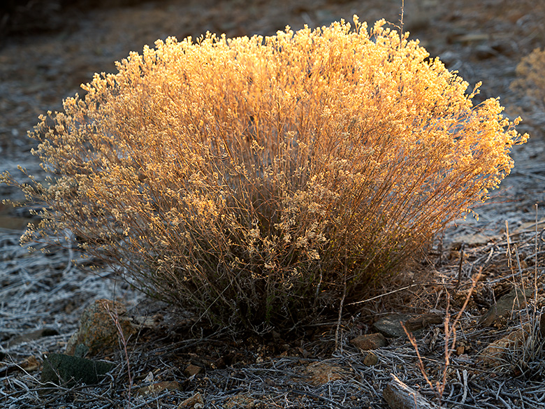 Backlit desert plant glowing with a straw flower-like appearance at sunrise