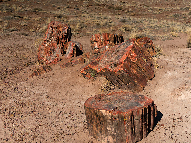 Several large pieces of petrified wood clustered together in Petrified Forest's agate section