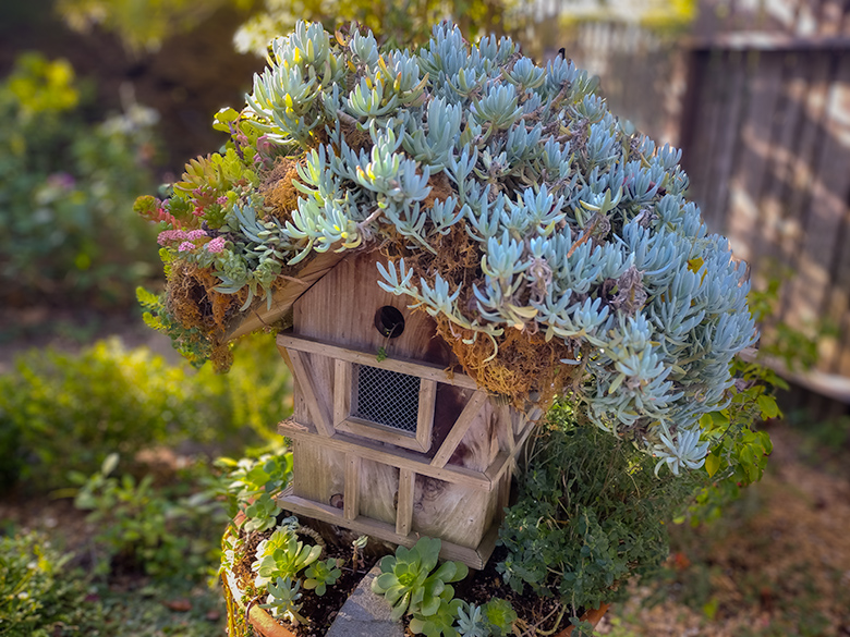Wooden Tudor-style birdhouse covered with thick succulents in a sunlit Cambria Pines Lodge garden.