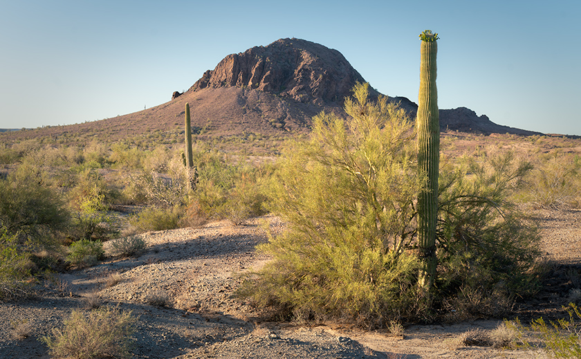 Blooming saguaro cactus in front of Fourth of July Butte in the Arizona desert.
