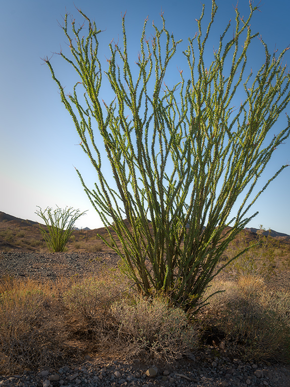 Leafy Occotillo with a second plant in the background, photographed in the Arizona desert after rainfall.