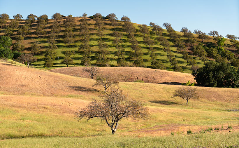 A captivating landscape photo of Adelaida winery's orchard on a hill, with rolling grassy hills in the foreground, under a clear blue sky in San Luis Obispo County.