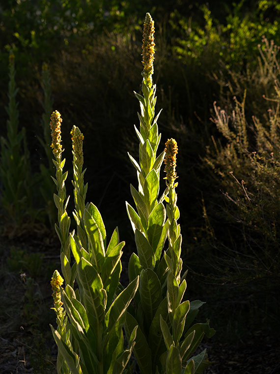 Close-up study of Common Mullein stalks, brightly lit against a darker, out-of-focus background.