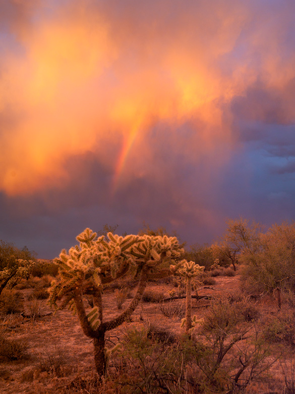A cholla cactus stands against a dramatic sky with virga clouds and a fragment of a rainbow, epitomizing the Arizona monsoon season.