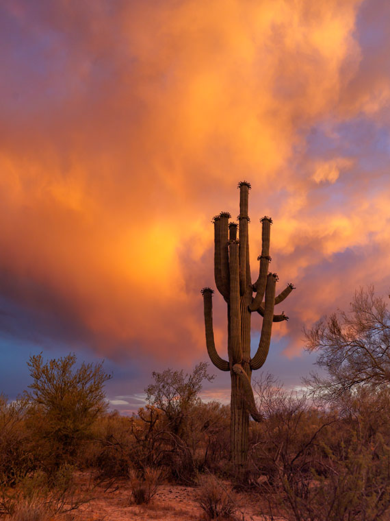 The iconic saguaro cactus of Florence, Arizona silhouetted by the dramatic hues of a monsoon sunset, reflecting the desert's fiery spirit.