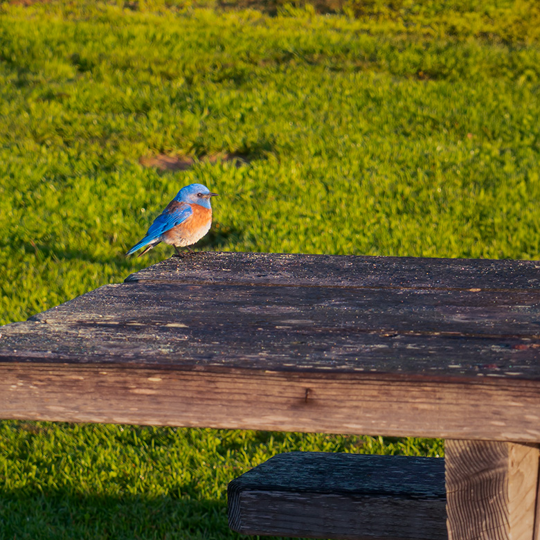 Western Bluebird perched on a weathered wooden picnic table in a grassy park near Moonstone Beach, California