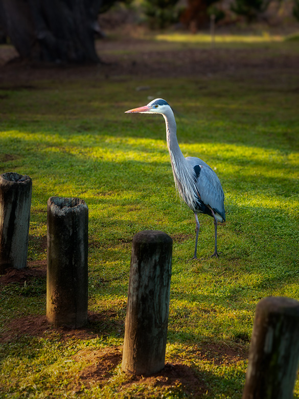 Great blue heron walking through a grassy park near Moonstone Beach in Cambria, California, lit by soft morning sun