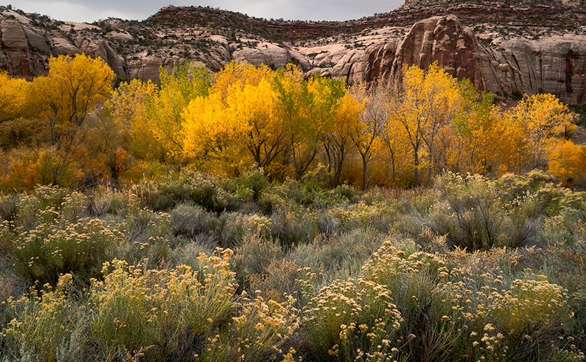 Autumn cottonwoods line Indian Creek beneath red rock cliffs in Bears Ears National Monument, Utah