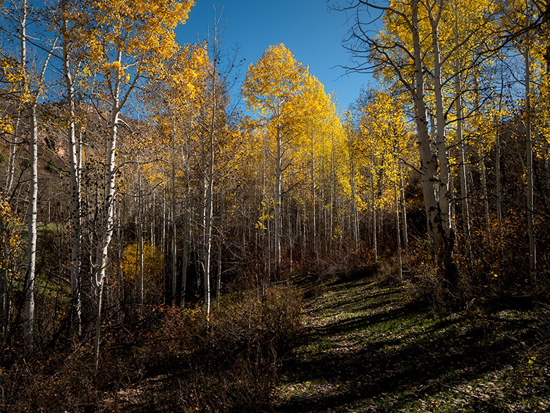 Remains of yellow aspen trees in the La Sal Mountains, winding path through forest