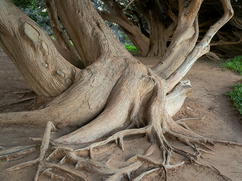 Close-up of twisted trunks and exposed roots of Monterey Pines shaped by coastal winds at Moonstone Beach in Cambria, California