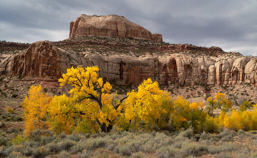 Autumn storm over Shay Butte and yellow cottonwoods along Indian Creek, Bears Ears N.M.