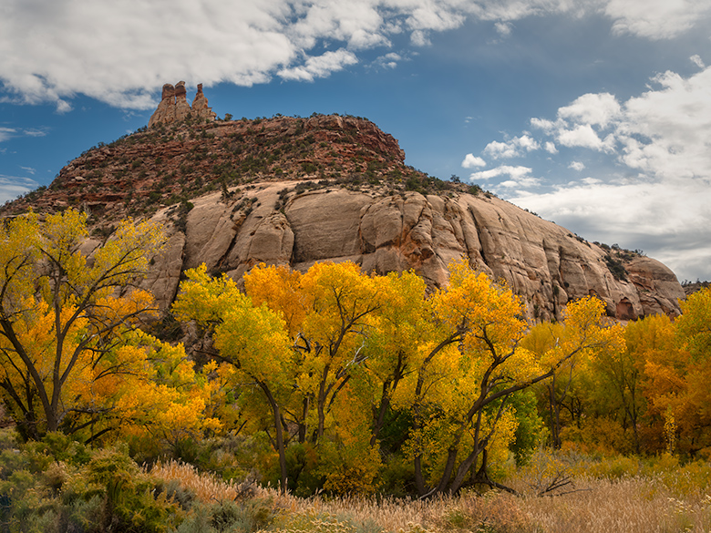 Yellow cottonwood trees in fall below Three Sisters rock formation, Bears Ears NM