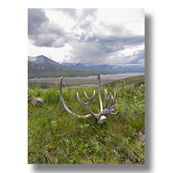 A set of male reindeer antlers seen near the Toklat River in Denali National Park