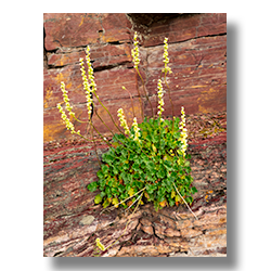 Clinging to granite walls is a delicate Rockmat plant blooming in the spring.