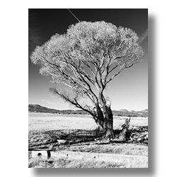 An old cottonwood tree grows along the irrigation lines in Peeples Valley, Arizona.