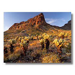 The setting sun glows on a field of cholla and the rhyolite formations of the Black Mountain Range near Oatman, Arizona.