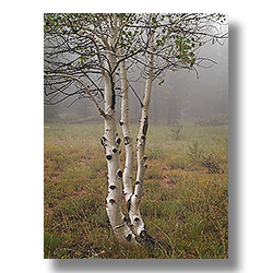 Kaibab Plateau Aspens on a foggy morning.