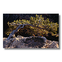 An old junipe lives precariously at the edge of the Grand Canyon's south rim at sunrise.