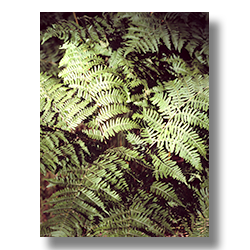 Forest ferns growing in the shade of the forest floor at Point Sublime at the Grand Canyon.