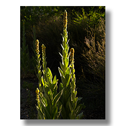 Close-up study of Common Mullein stalks, brightly lit against a darker, out-of-focus background.