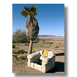 Palm Chair