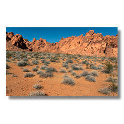 Creosote and Brittlebush dotting the red desert landscape of Valley of Fire State Park under a clear blue sky