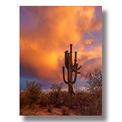 A large saguaro bathes in the light of a monsoon sunset.