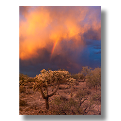 In the desert near Floance, the sky glows red over a cholla cactus.